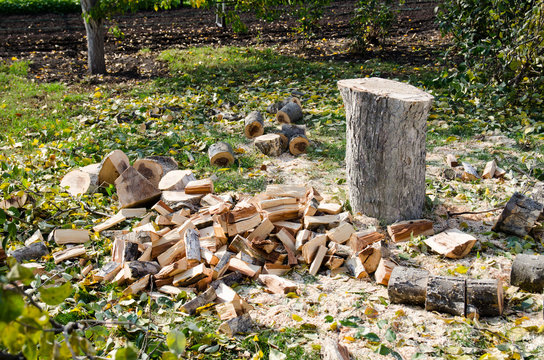 Felled old Apple tree in the orchard in the fall, cut the trunk and branches of a tree on the lawn