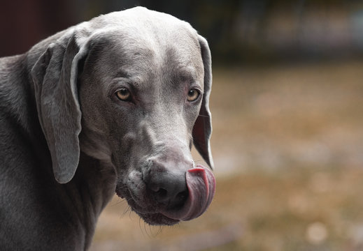 Weimaraner