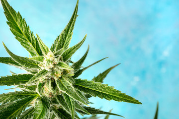 A close-up of flowering cannabis buds before harvest, macro photo on a blue bakground with a place for text