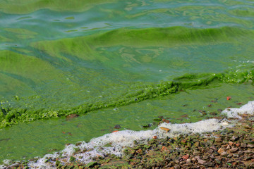 Fototapeta na wymiar Blooming green water. Green algae polluted river
