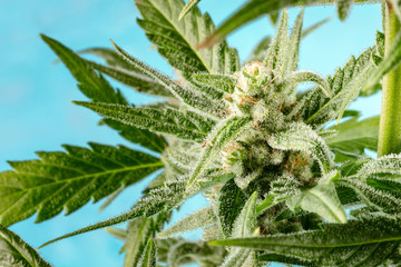 A close-up of flowering cannabis buds before harvest, macro shot on a blue bakground