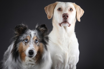 Labrador und Sheltie