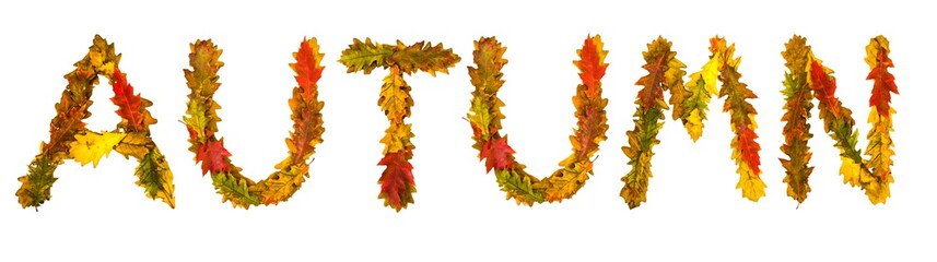 Autumn. Text made by autumn leaves. English alphabet. Oak foxes. Font for design. Natural colors. Natural nature shot. Autumn design. True natural beauty.