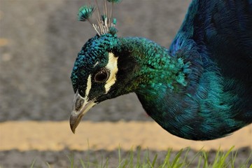 Close up of a male Indian Peafowl (Pavo cristatus) at the roadside.