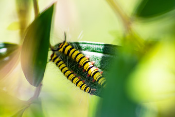 caterpillar on leaf