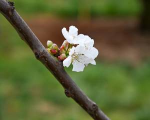 cherry blossom in spring