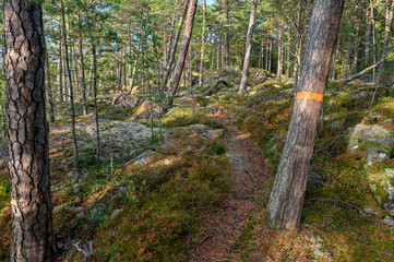 Obraz premium forest trail marked with orange band around tree