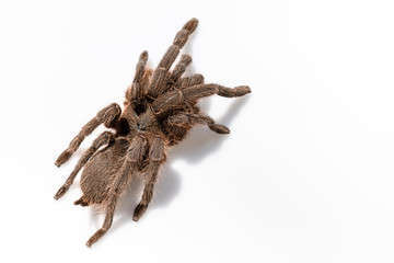 Asian species Tarantula spider Found in Thailand, the scientific name is 