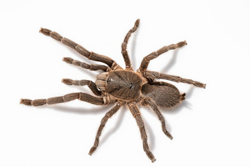 Asian species Tarantula spider Found in Thailand, the scientific name is "Haplopelma minax Theraphosidae Haplopelma".