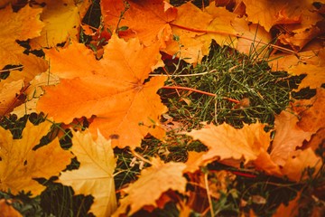 autumn leaves background and beautiful autumn 
