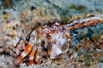 The hermit crab climbed the coral. Underwater macro photography