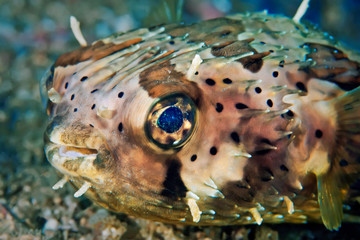 Fish hedgehog close up. Underwater macro photography © Alexei Alekhin