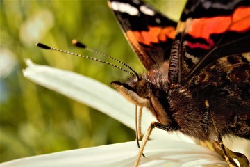 A Red Admiral (Vanessa atalanta) butterfly feeding from a daisy.