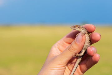Lizard in the hands of a girl veterinarian in the reserve.