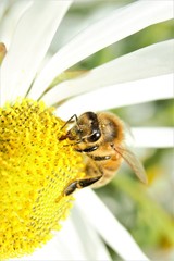 A Western Honey Bee (Apis mellifera) feeding from/pollinating a daisy.