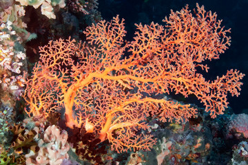 Colorful fan coral from the family Anthozoa. Philippines. © Alexei Alekhin