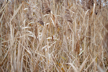 Fototapeta premium plain reed. Texture with reeds