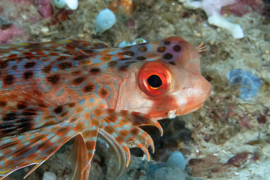 Close-up of a Flying Gurnard. Philippines.