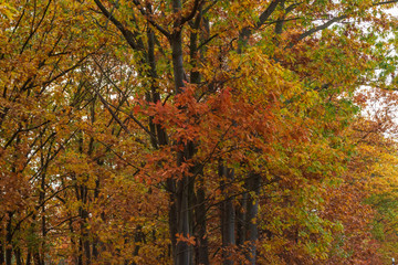 bunte Bäume im Herbst
