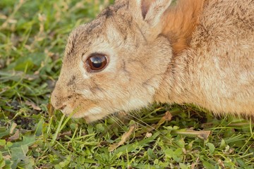 Close up of a European Rabbit (Oryctolagus cuniculus) foraging.