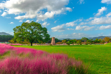  Pink meadow in Samseong Dae Cheomseongdae Park in Gyeongju, South Korea Cheomseongdae It is the oldest astronomical observatory surviving in East Asia.