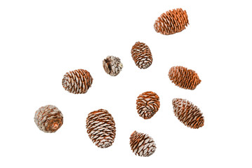 Fir cone isolated on white background.