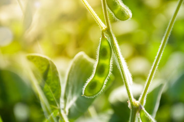 Young green pods of varietal soybeans on the stem of a plant in a soybean field in the morning...