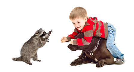Cheerful little boy playing with dog and raccoon isolated on white background