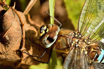 Close up of a male Migrant Hawker (Aeshna mixta) dragonfly.