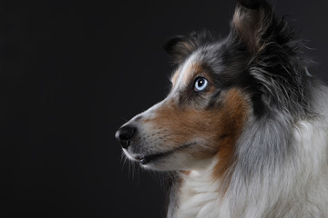 Sheltie Portrait