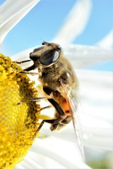 A Drone Fly (Eristalis tenax) hoverfly feeding from/pollinating a daisy.