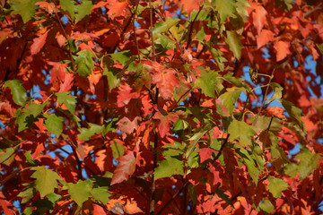 close-up of autumnal colored deciduous tree background, colorful autumn leaves on tree