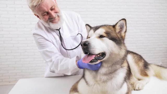 Male veterinarian checking his patient ears in clinic