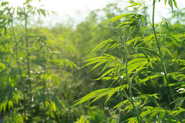 Naklejka premium marijuana or canabis on field ganja farm leaf weed medical hemp hash plantation