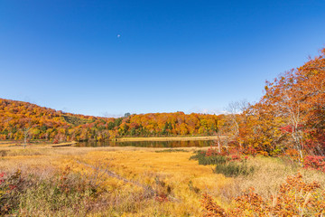 Fototapeta premium Towada Hachimantai National Park in autumn