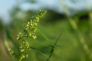 Cannabis sativa, marihuana leaves, photography of medical plant.