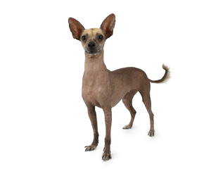 Xoloitzcuintli dog isolated on a white background