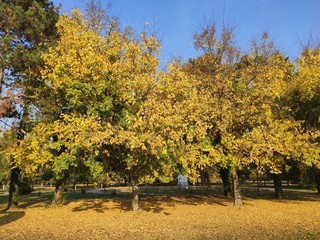 Kastel Ecka Zrenjanin yellow tress in autumn landscape