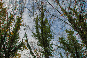 Scary trees in Bohnice cemetery covered with ivy 