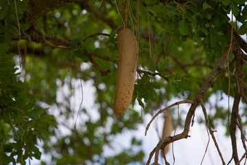 single Sausage tree fruit, (Kigelia africana)