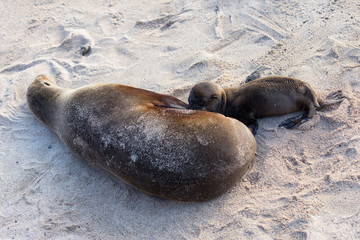 Naklejka premium Large female Galapagos sea lion seen suckling its tiny baby on beach, Puerto Baquerizo Moreno, San Cristobal, Galapagos, Ecuador