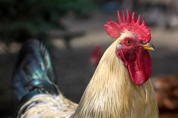 White beige rooster bird in the garden on the farm, portrait of utility domestic animal
