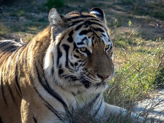 Portrait of a tiger lying in the grass in the sun