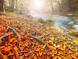 autumn stream in the forest, gold autumn European landscape
