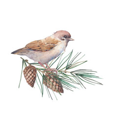 Watercolor Christmas iluustration with sparrow. Isolated winter artwork: bird and pine spruce. Clip art for greeting design