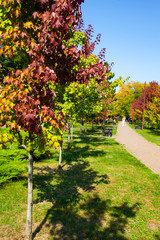 Fototapeta premium Multi-colored maple leaves.