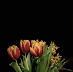Tulips on black background