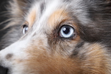 Sheltie Augen