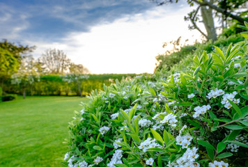 Well maintained, large residential garden with a well kept lawn area, seen from an in focus large bush, seen during a late spring sunset.