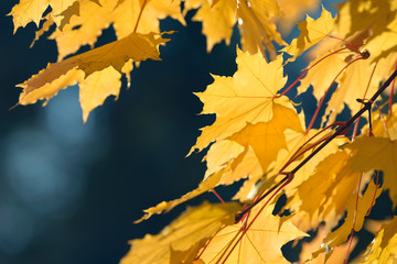Beautiful colorful leaves in autumn forest. Red, orange, yellow and brown autumn leafs. Maple foliage. Seasonal background.
